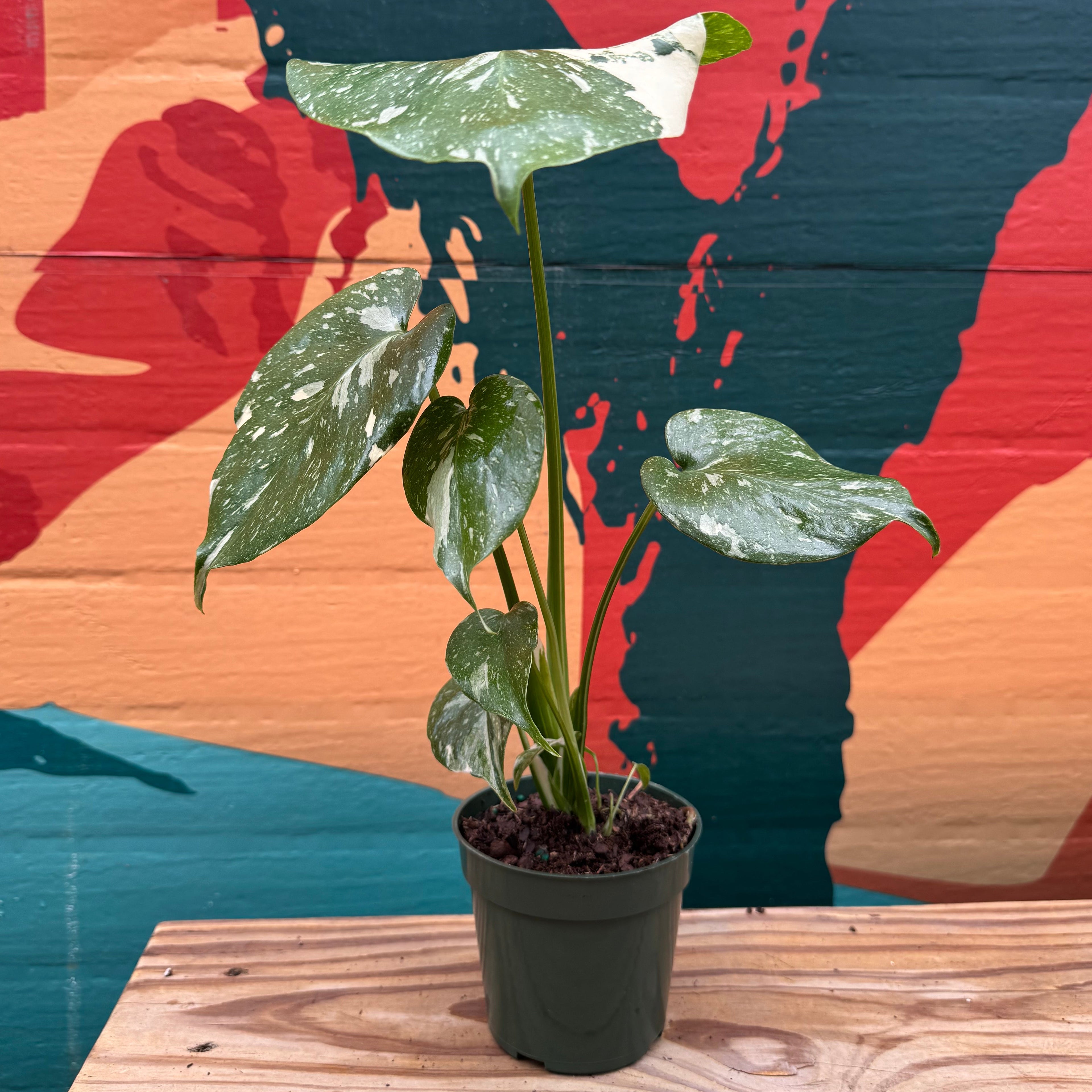 Monstera 'Thai Constellation'