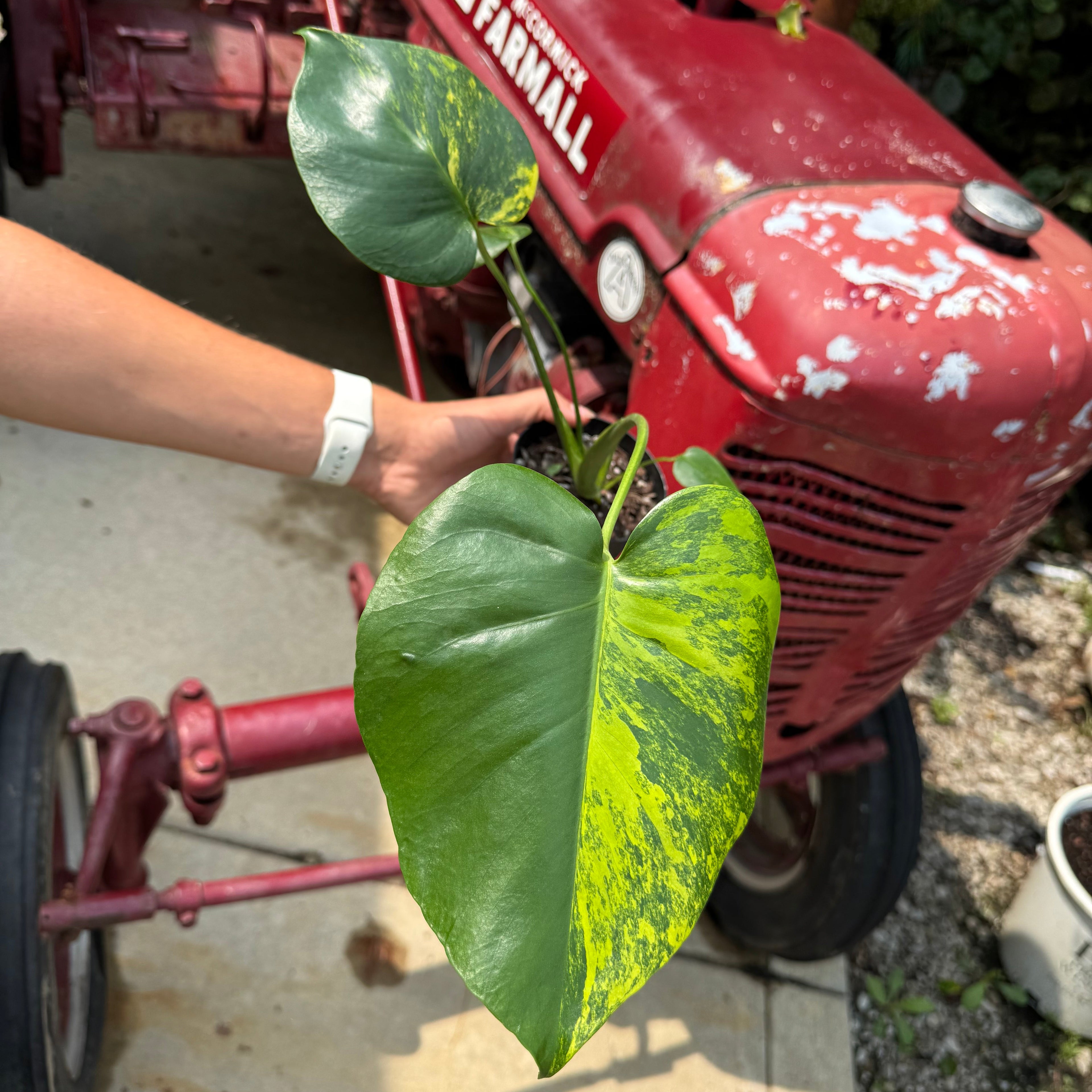 Monstera Deliciosa 'Yellow Marilyn'