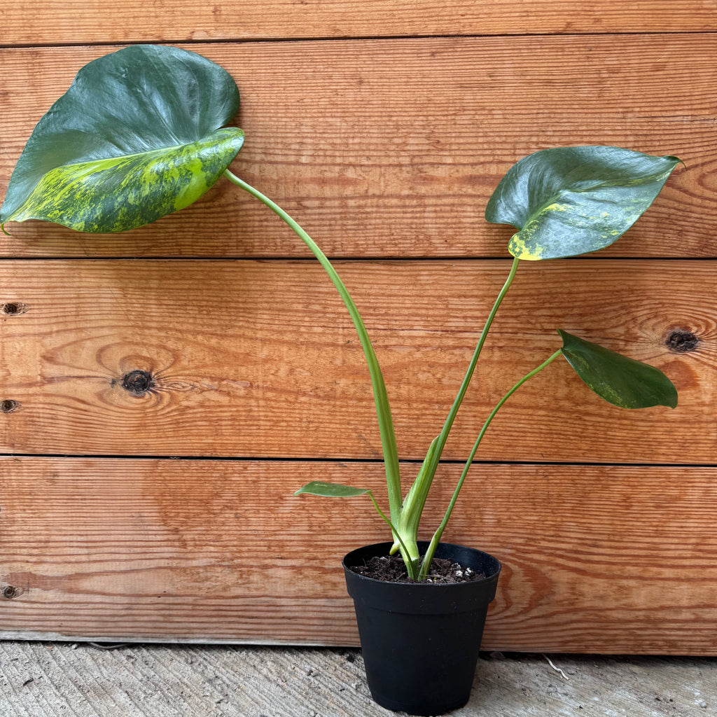 Monstera Deliciosa 'Yellow Marilyn'