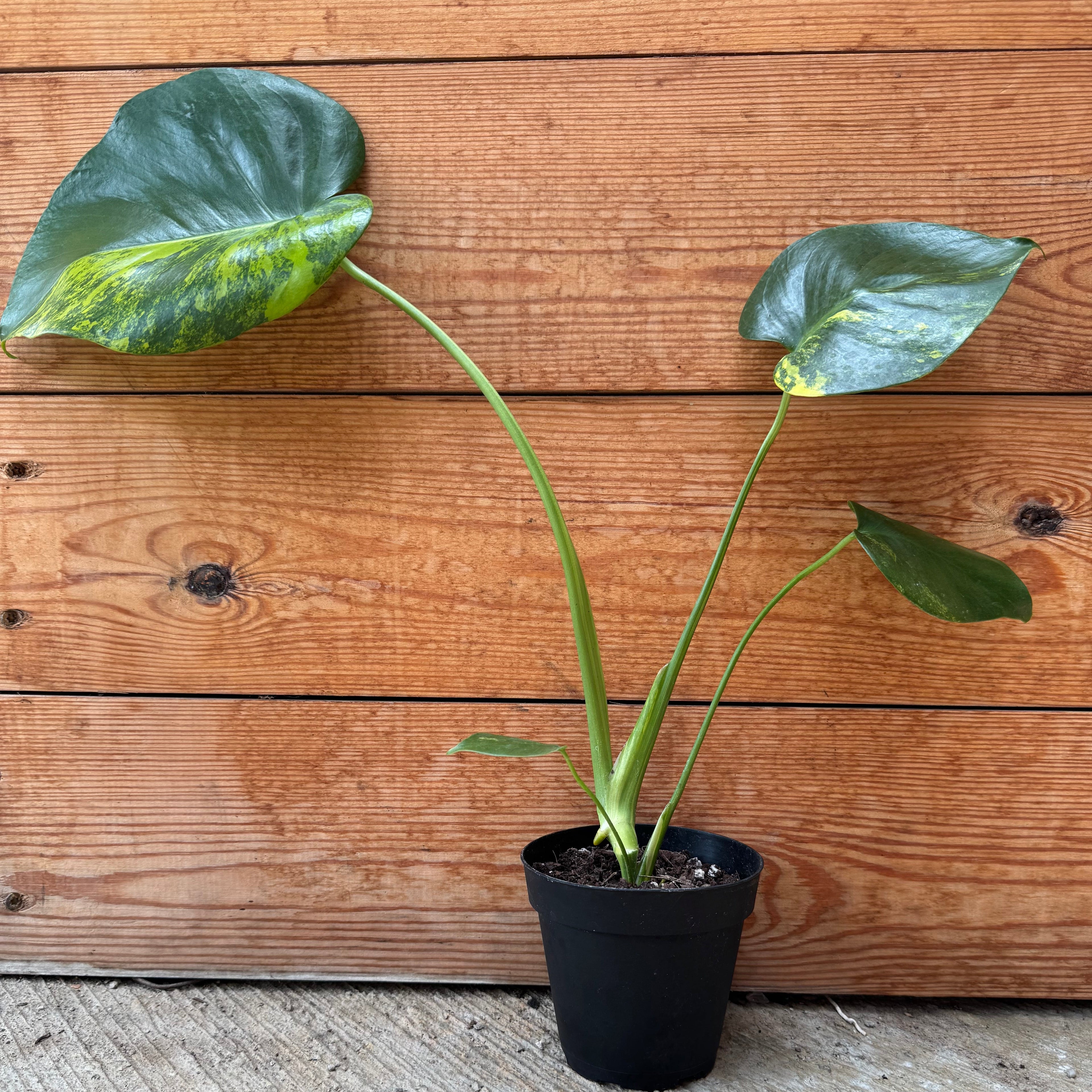 Monstera Deliciosa 'Yellow Marilyn'