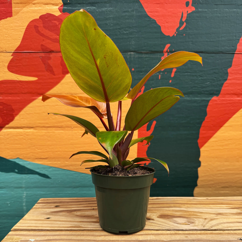 Philodendron 'McColley's Finale'