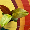 Philodendron 'McColley's Finale'