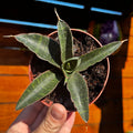 Snake Plant | Sansevieria 'Forskaliana'