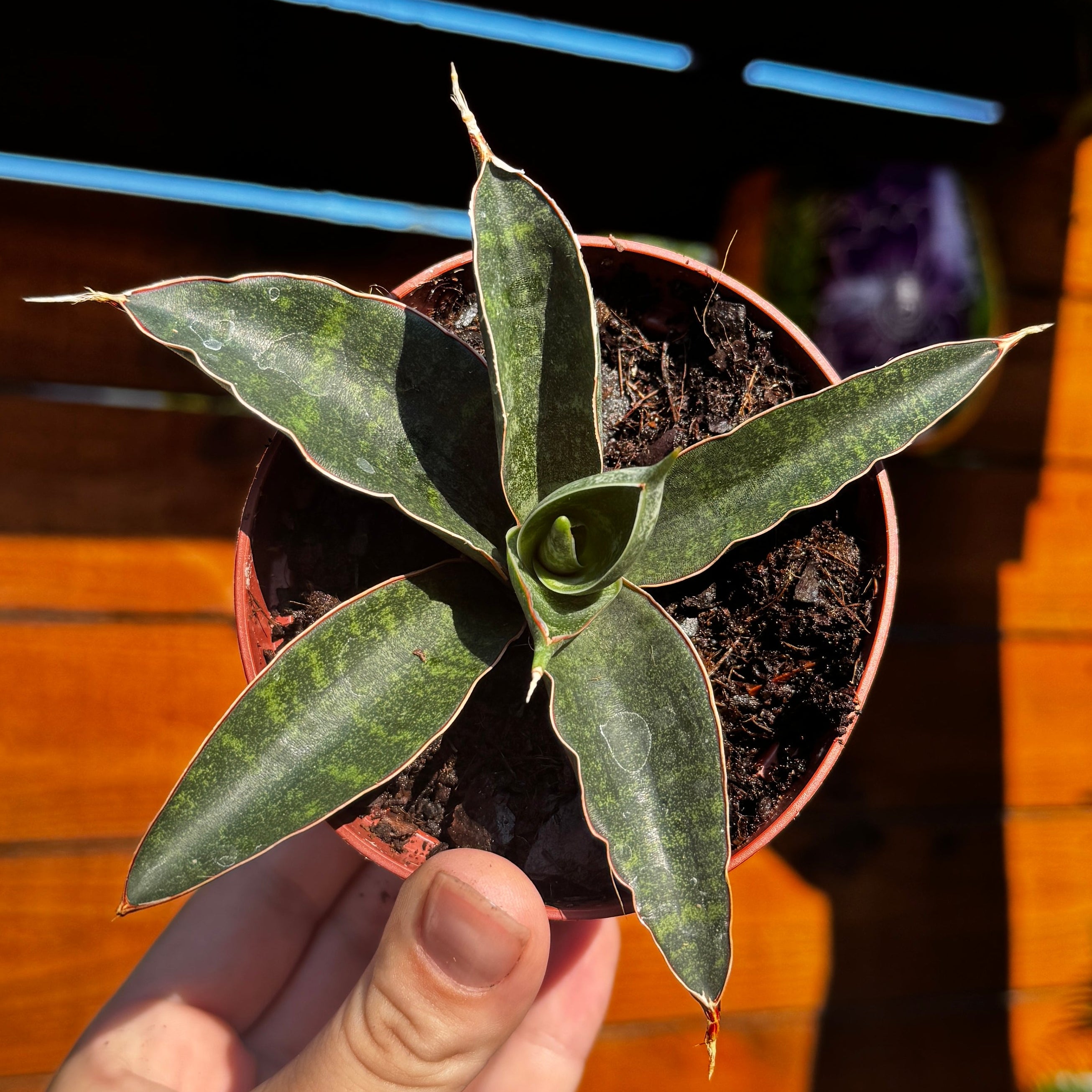 Snake Plant | Sansevieria 'Forskaliana'