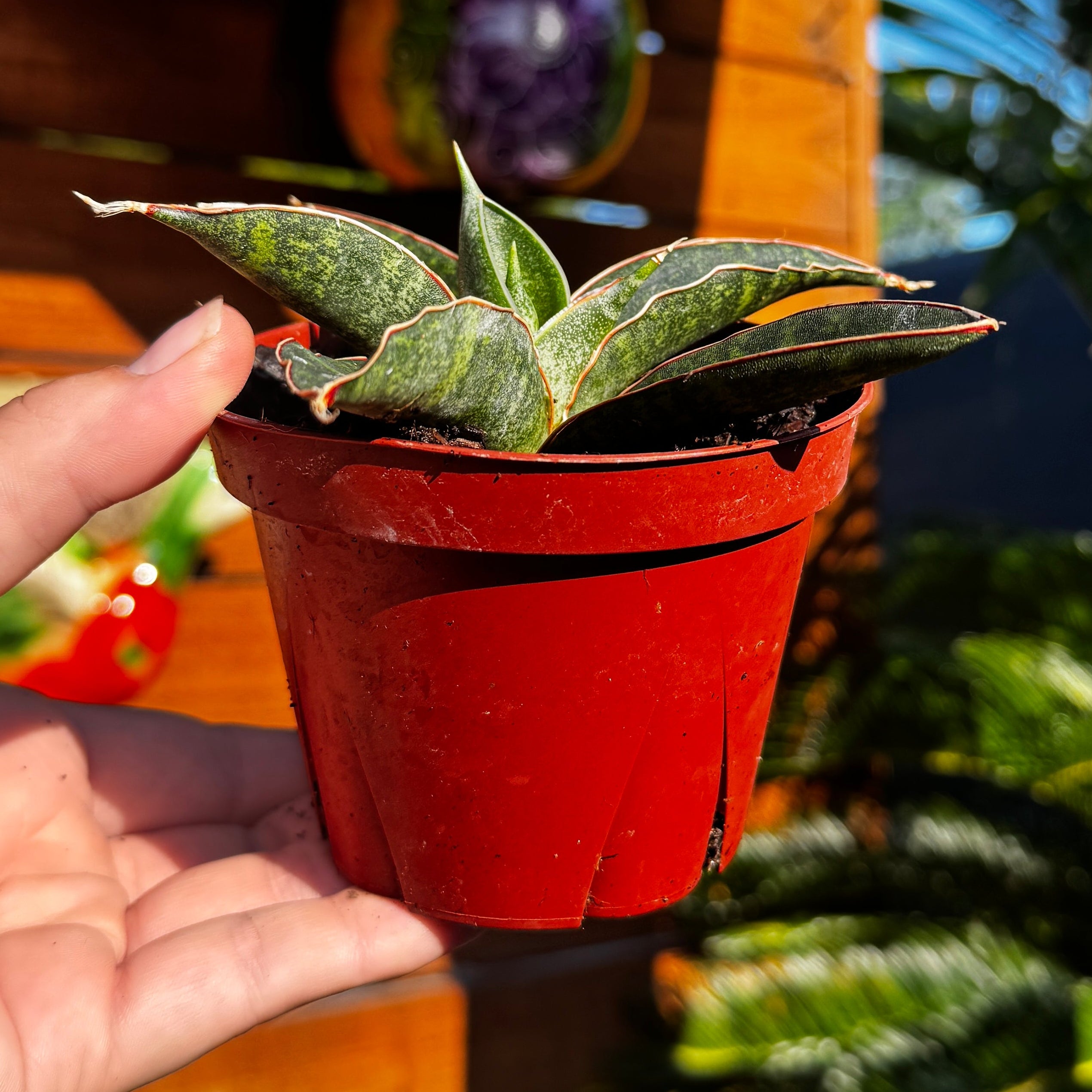 Snake Plant | Sansevieria 'Forskaliana'
