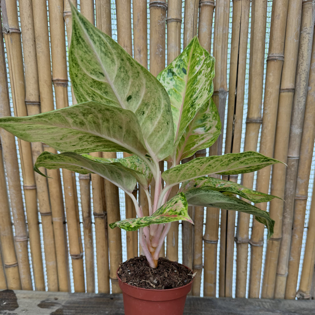 Chinese Evergreen | Aglaonema 'Prakraiphet'