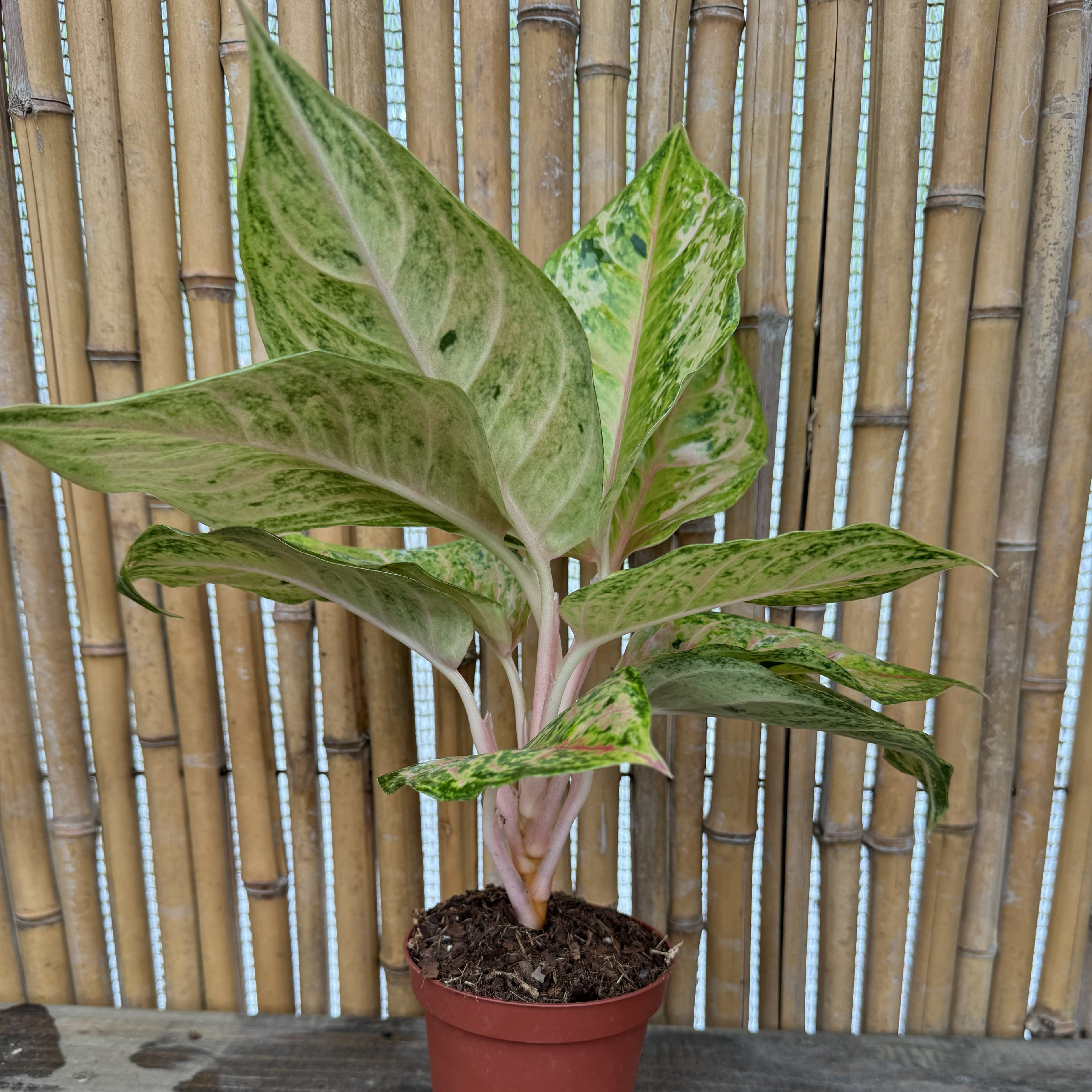 Chinese Evergreen | Aglaonema 'Prakraiphet'
