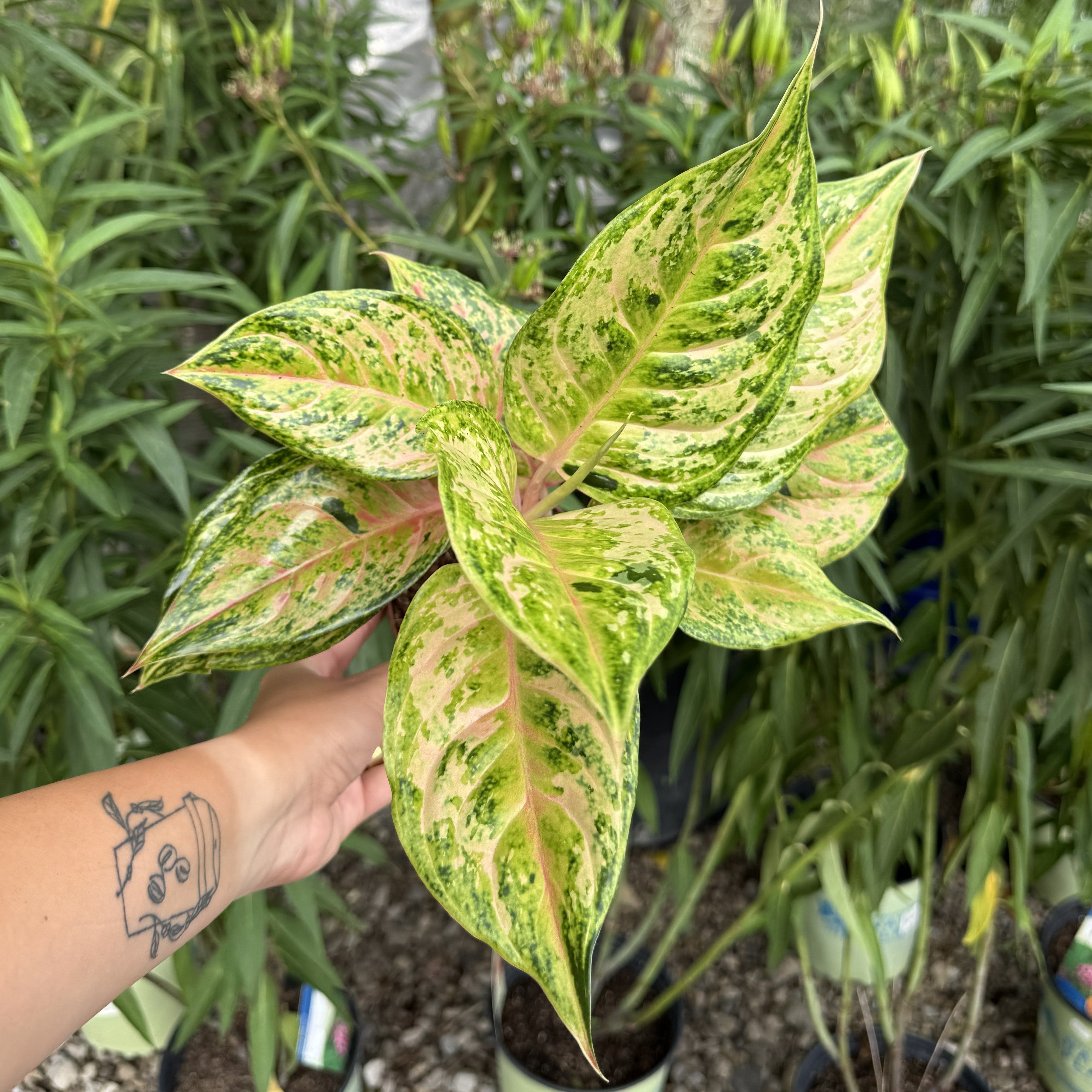 Chinese Evergreen | Aglaonema 'Prakraiphet'