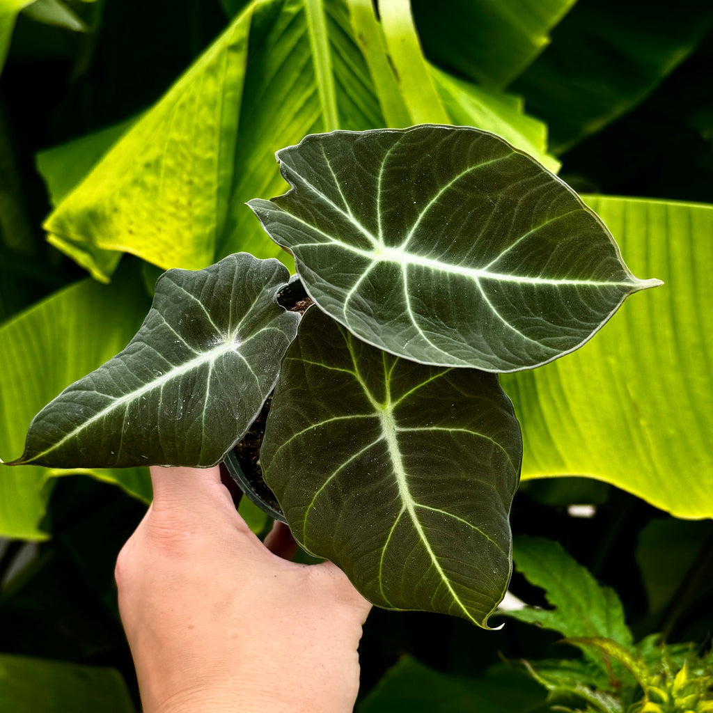 Black Velvet Alocasia | Alocasia reginula