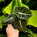 Black Velvet Alocasia | Alocasia reginula