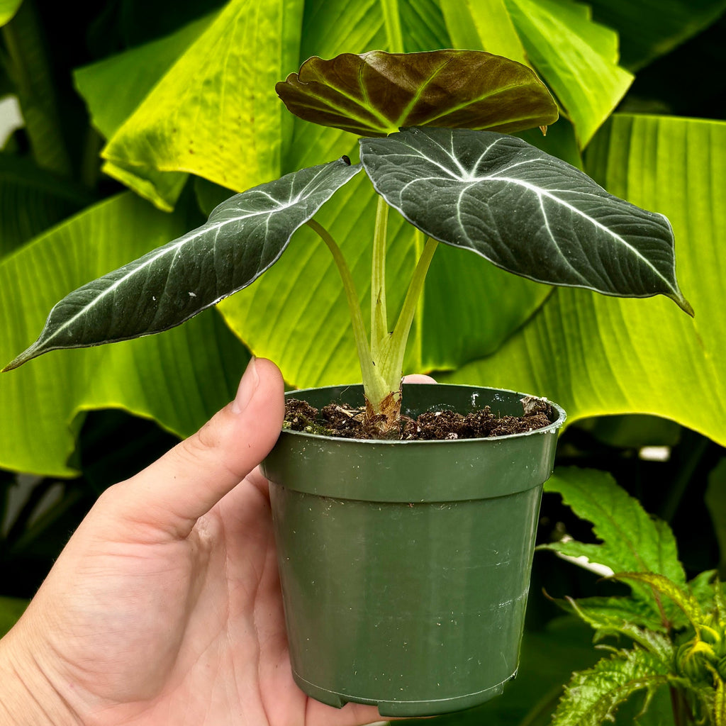 Black Velvet Alocasia | Alocasia reginula