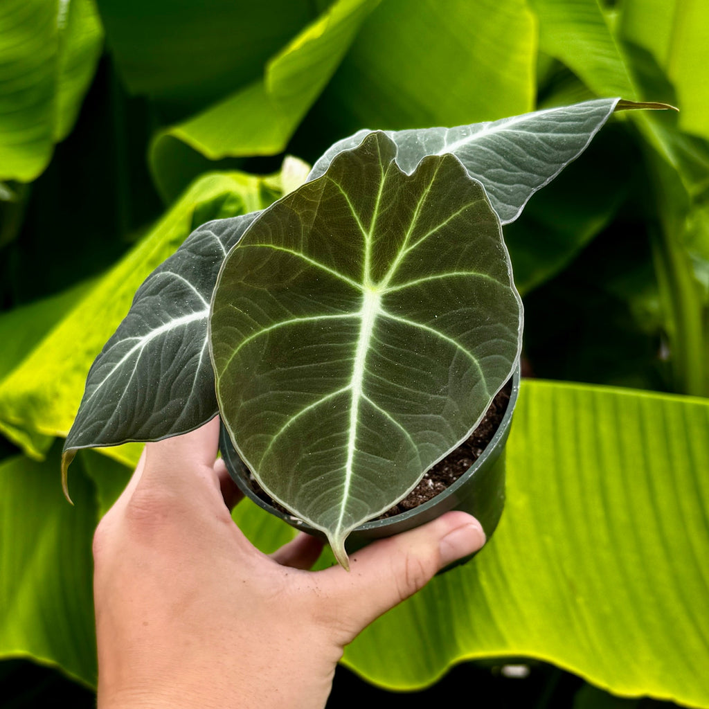 Black Velvet Alocasia | Alocasia reginula