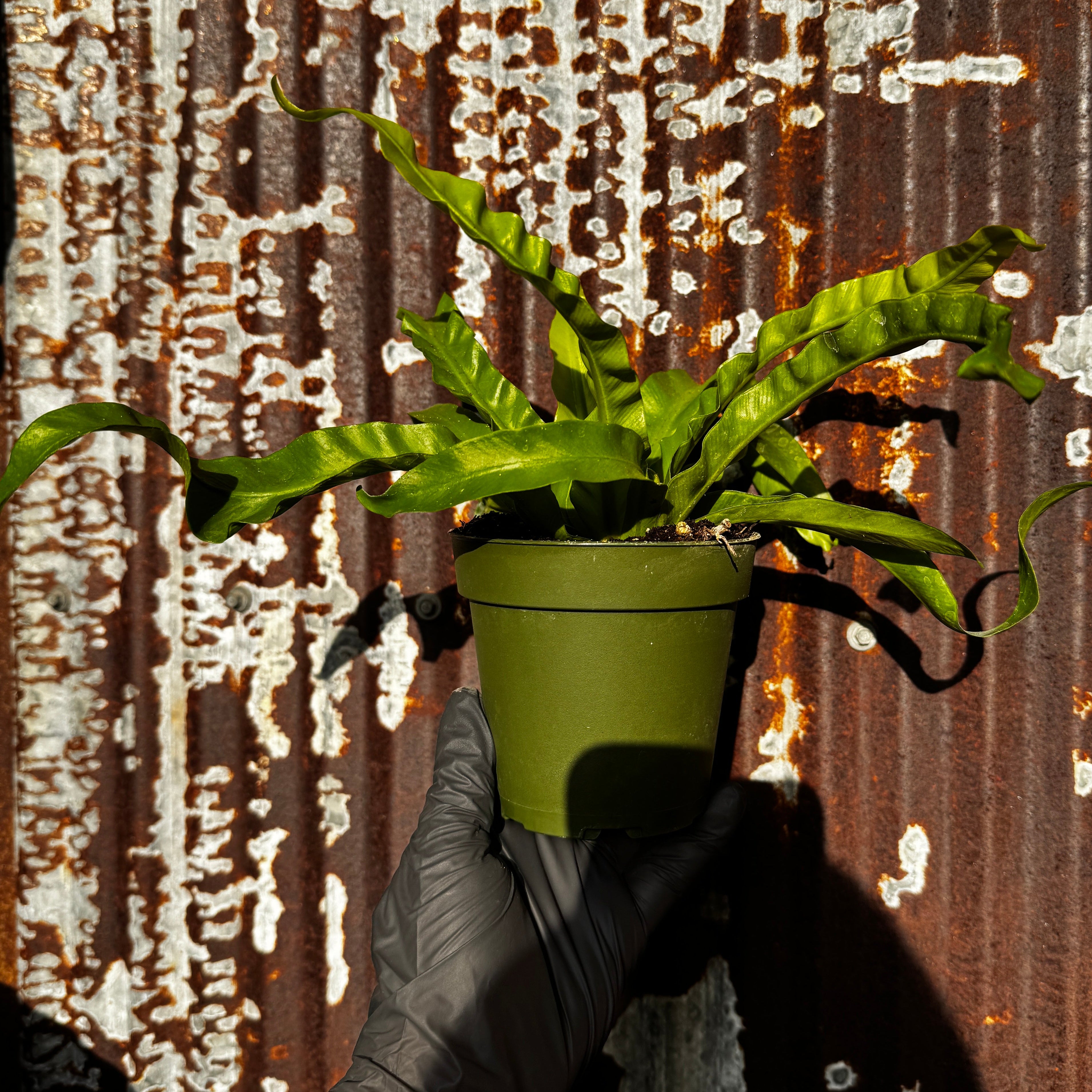 Twisted Birdsnest Fern | 4" Asplenium antiquum 'Hurricane'