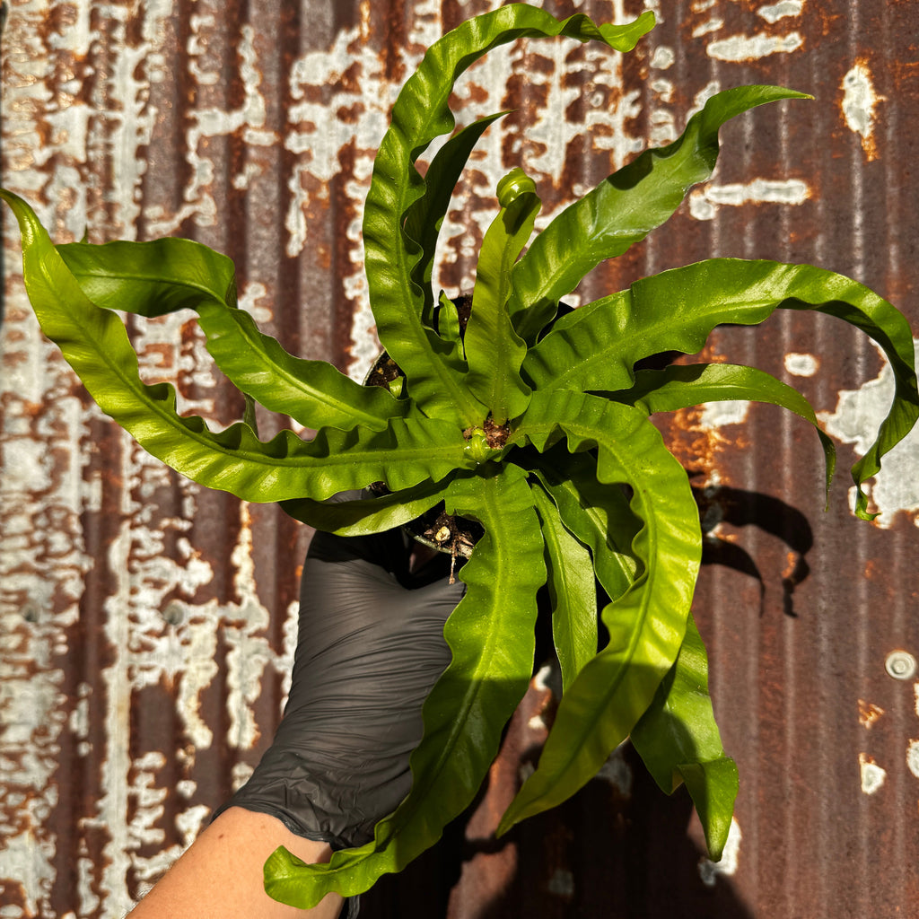 Twisted Birdsnest Fern | 4" Asplenium antiquum 'Hurricane'