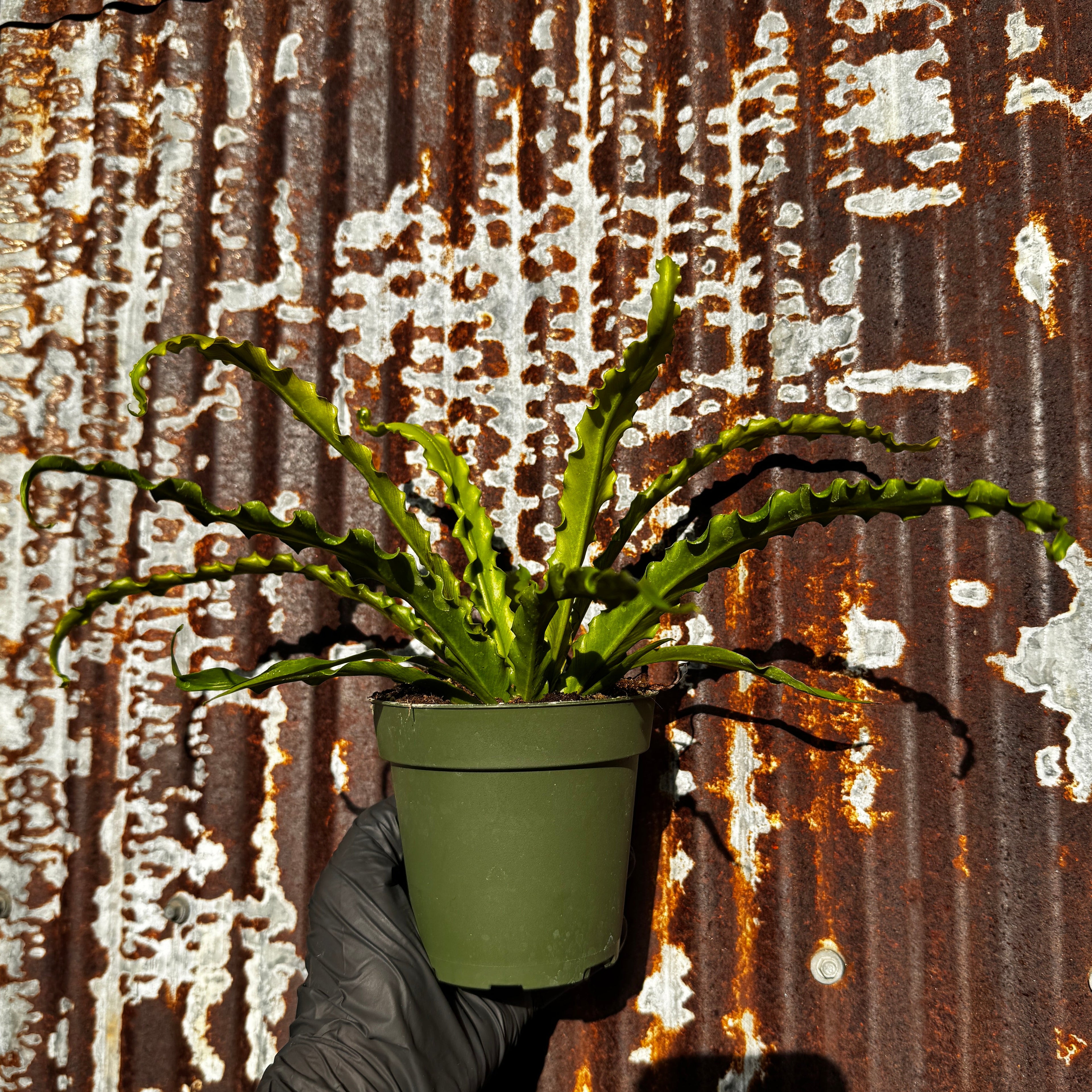 Birdsnest fern | 4" Asplenium antiquum 'Victoria'