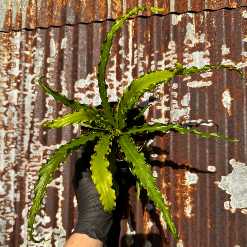 Birdsnest fern | 4" Asplenium antiquum 'Victoria'