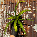 Birdsnest fern | 4" Asplenium antiquum 'Victoria'