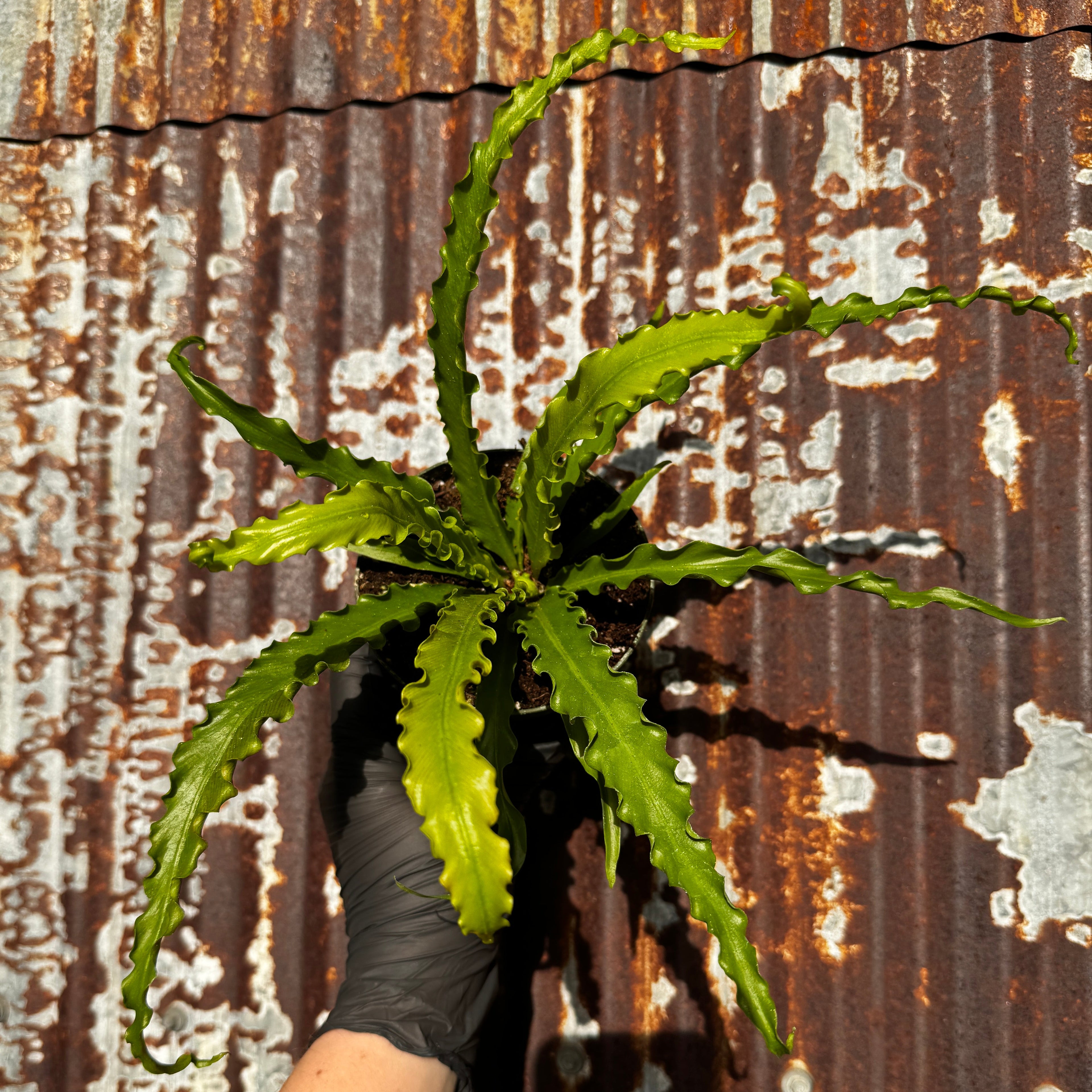 Birdsnest fern | 4" Asplenium antiquum 'Victoria'