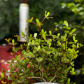 Spiny Black Olive | Bucida Spinosa