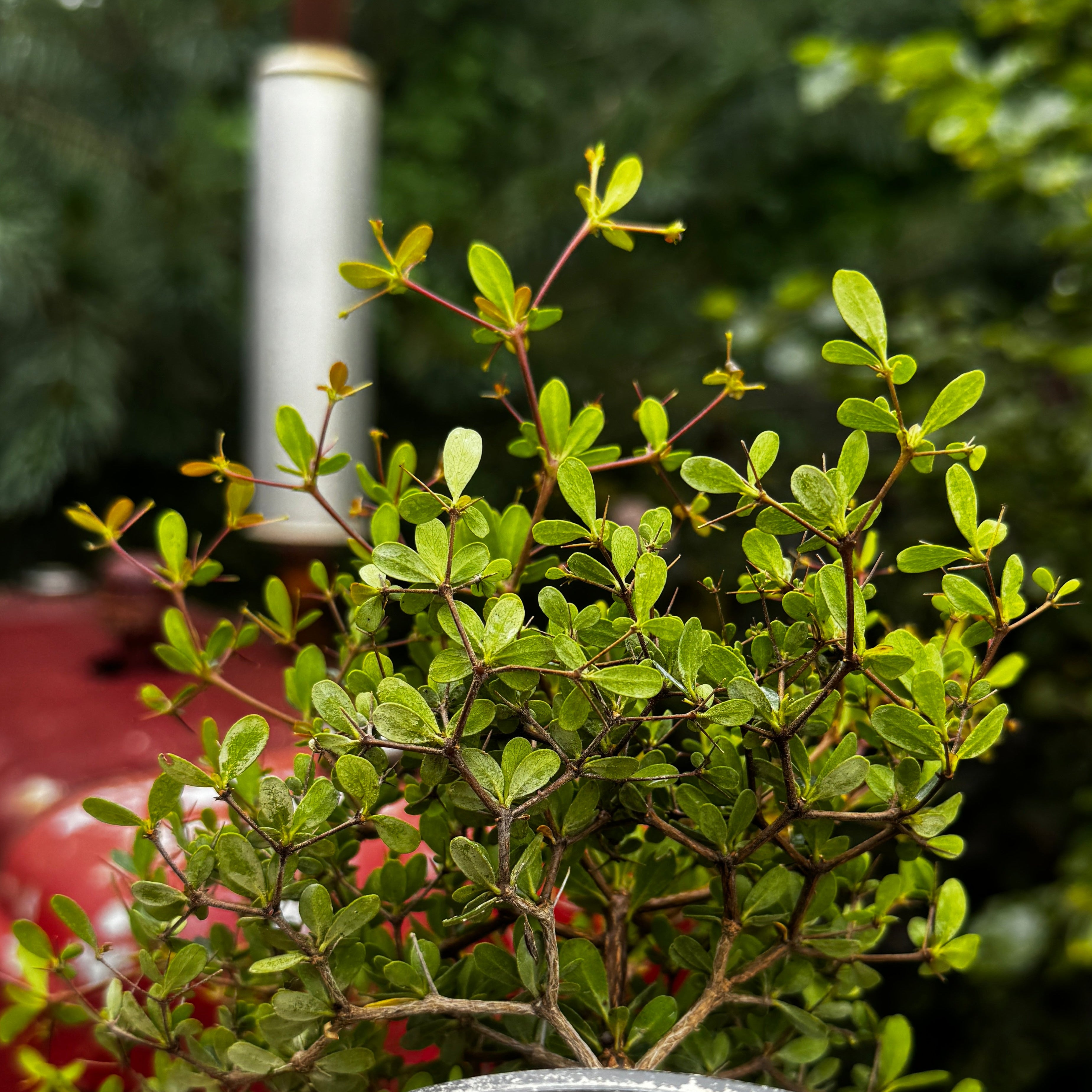 Spiny Black Olive | Bucida Spinosa