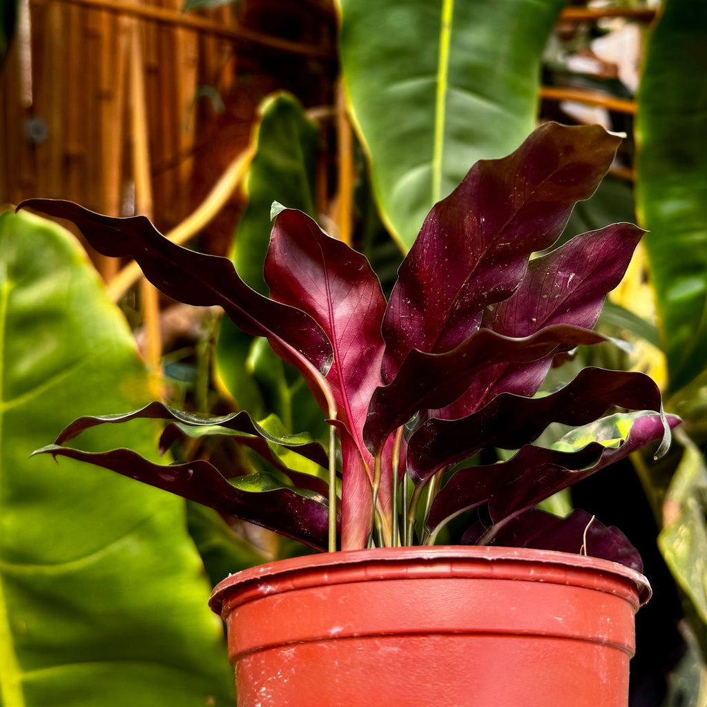 Prayer Plant | Rattlesnake plant | 4" Calathea Lancifolia