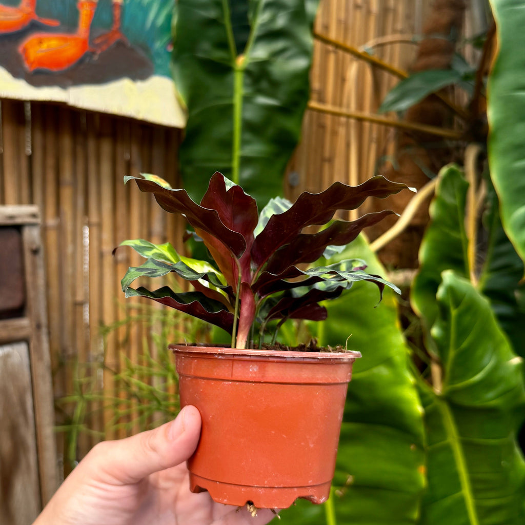 Prayer Plant | Rattlesnake plant | 4" Calathea Lancifolia
