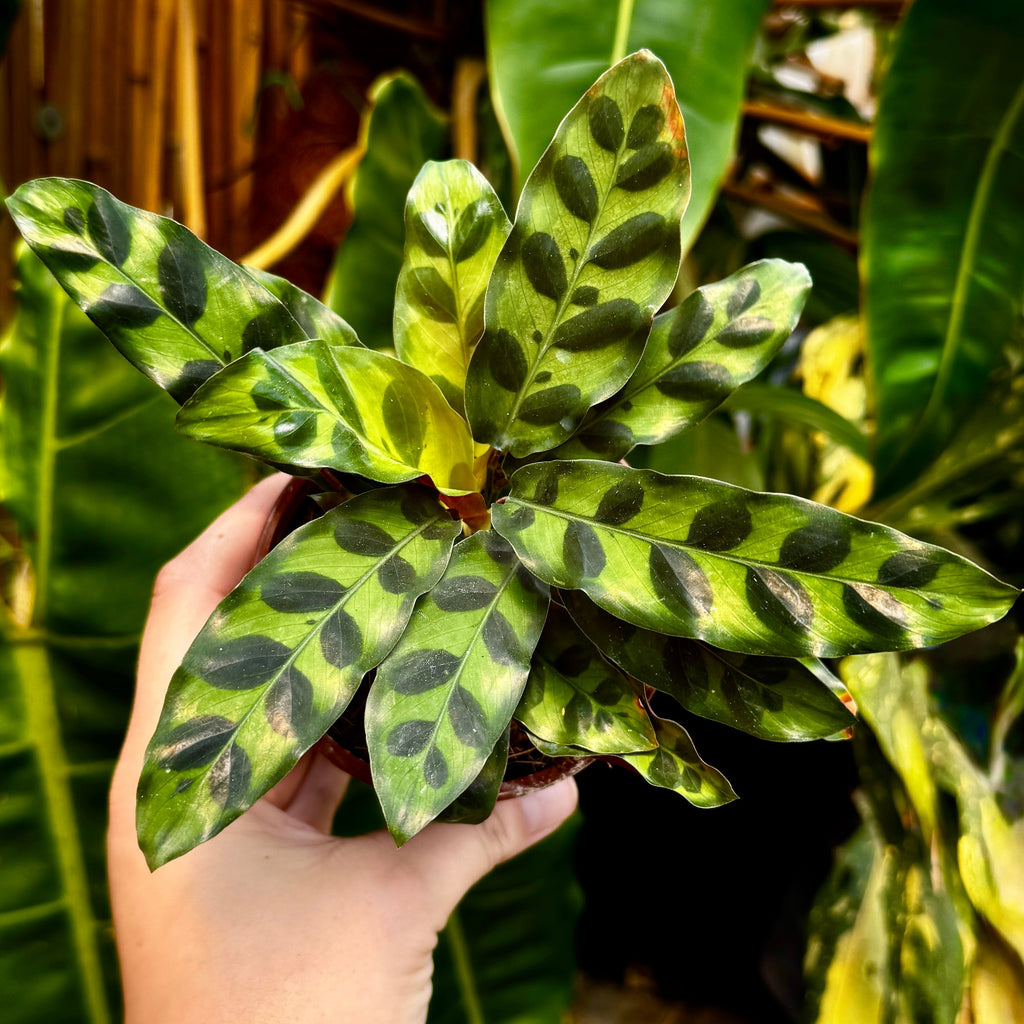 Prayer Plant | Rattlesnake plant | 4" Calathea Lancifolia