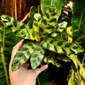 Prayer Plant | Rattlesnake plant | 4" Calathea Lancifolia
