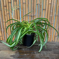 Curly Spider Plant | Chlorophytum Cosmosum 'Bonnie'