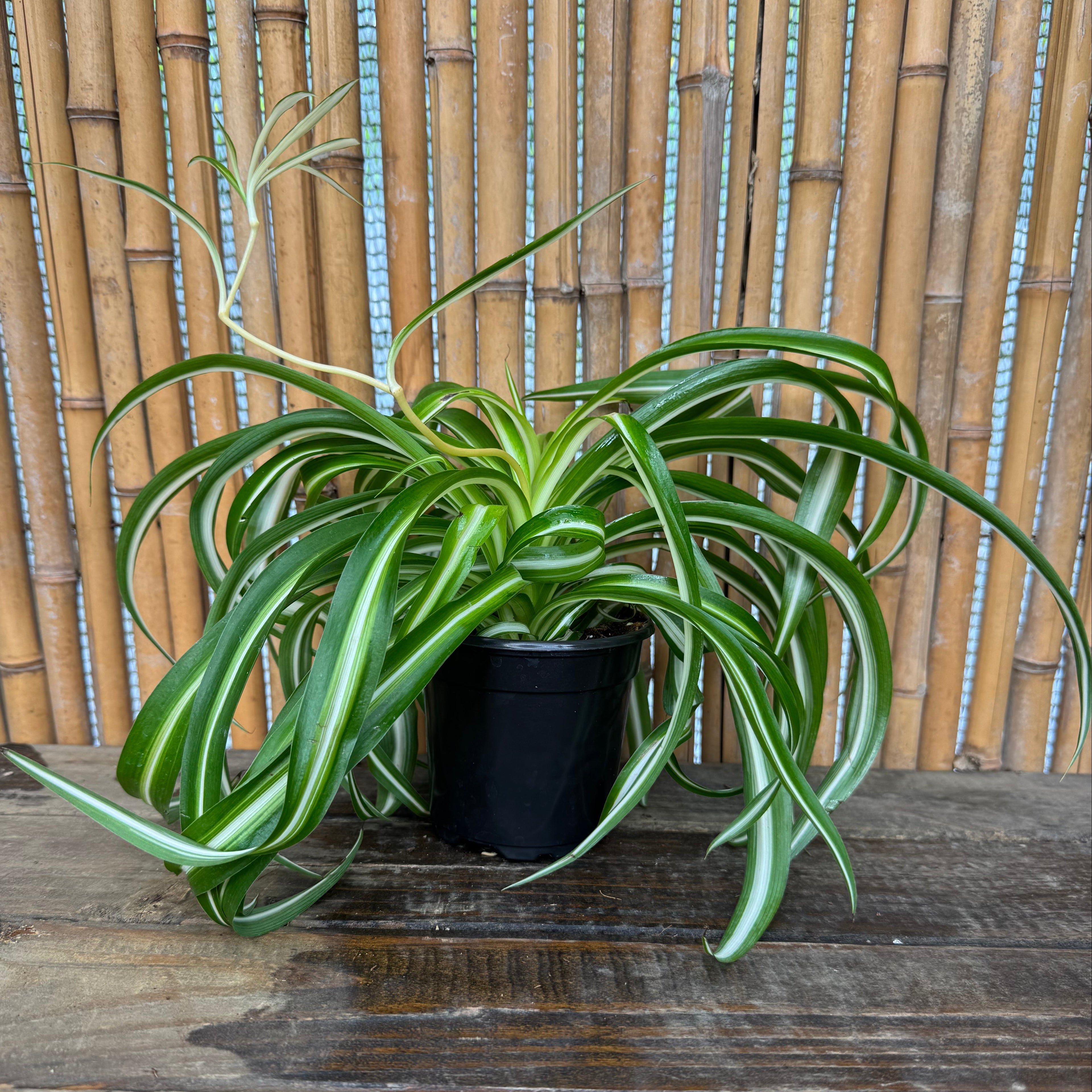 Curly Spider Plant | Chlorophytum Cosmosum 'Bonnie'