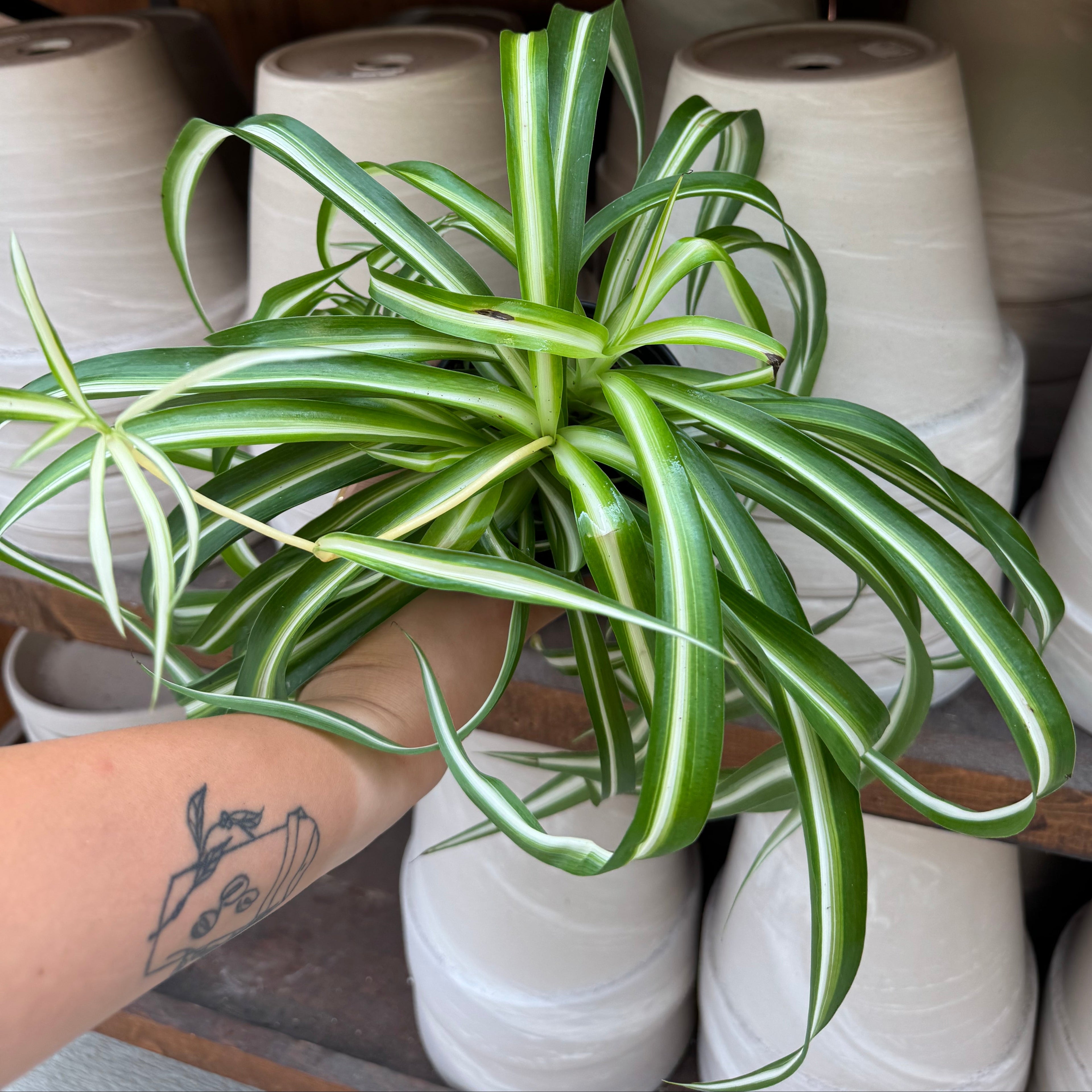 Curly Spider Plant | Chlorophytum Cosmosum 'Bonnie'