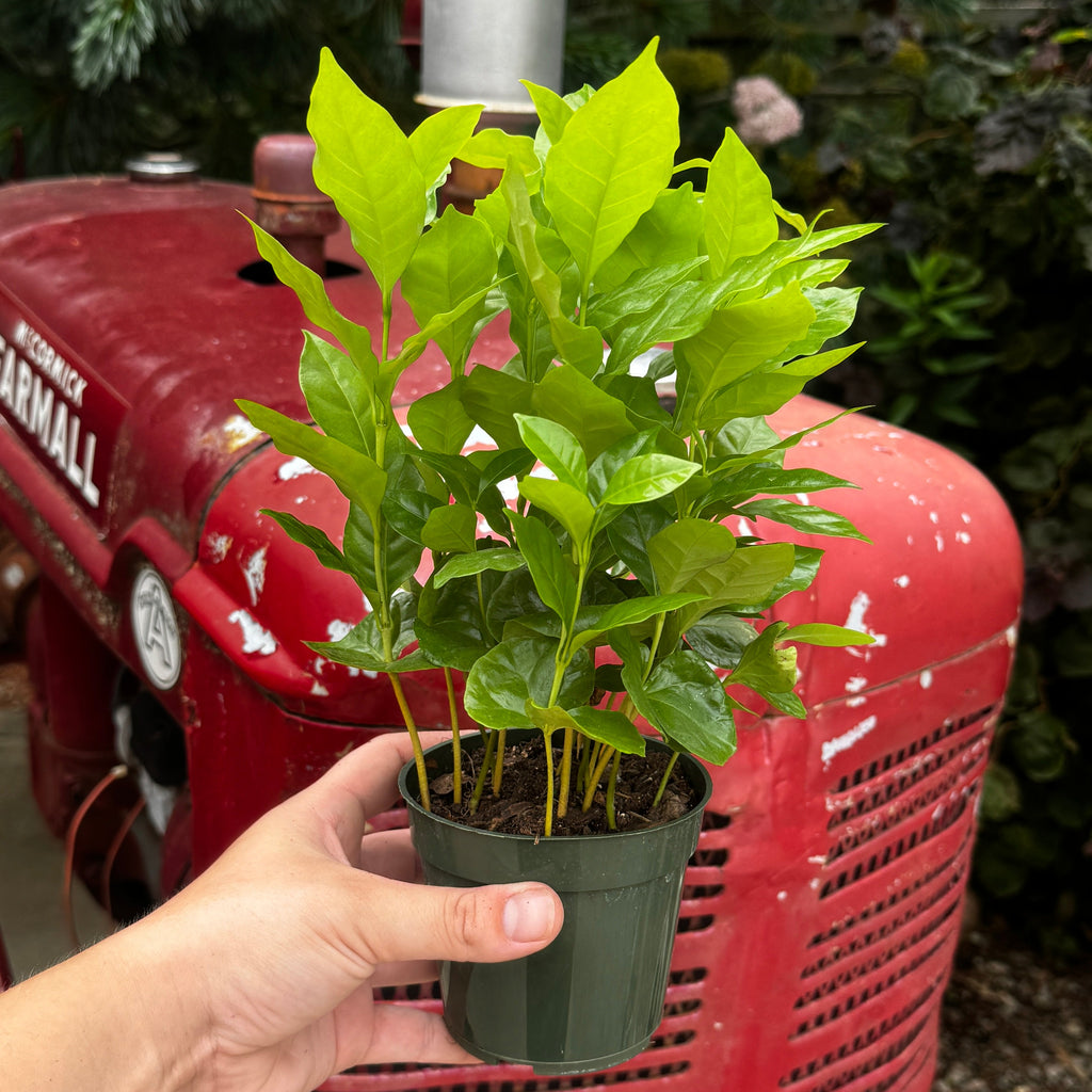 Coffee Plant | Coffea Arabica