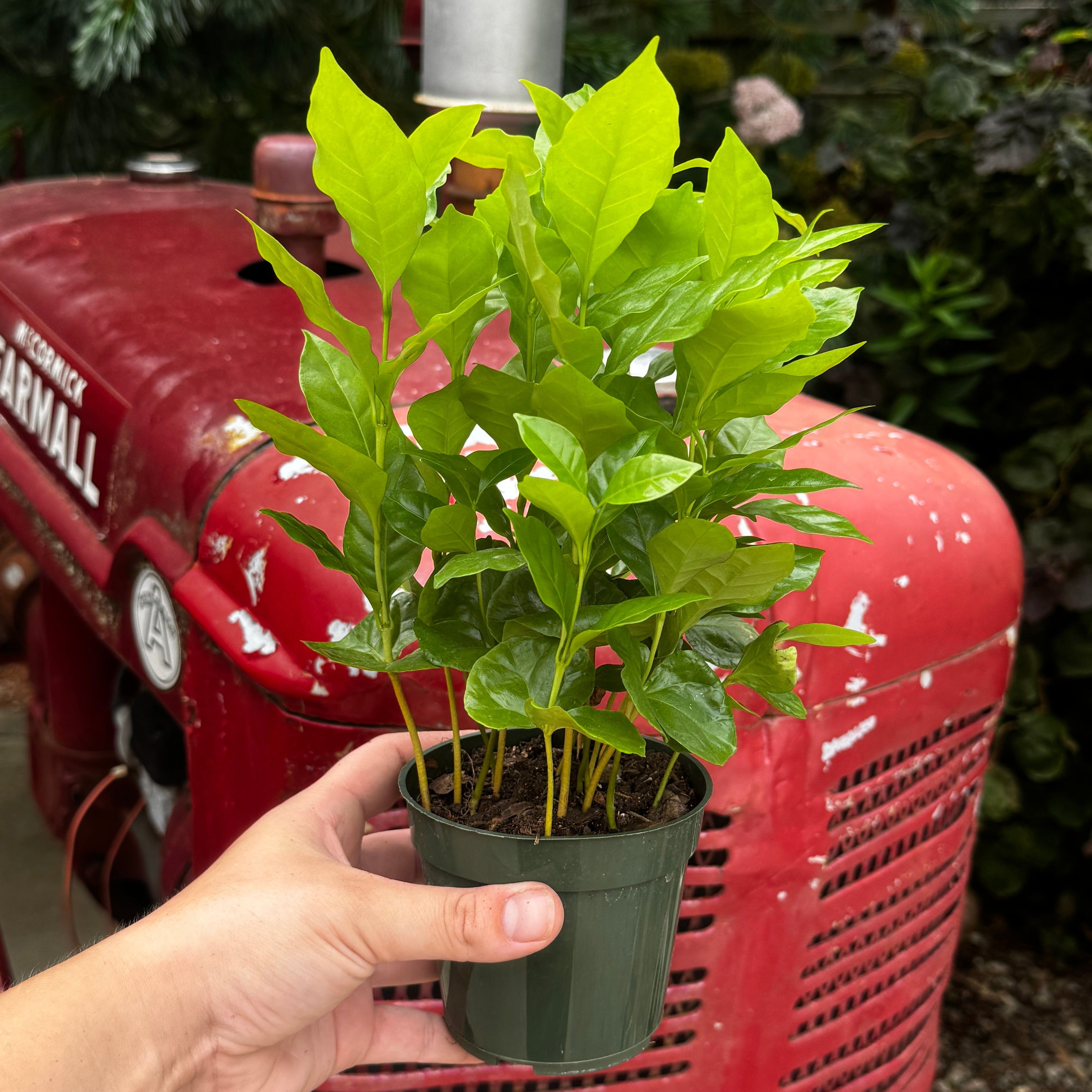 Coffee Plant | Coffea Arabica