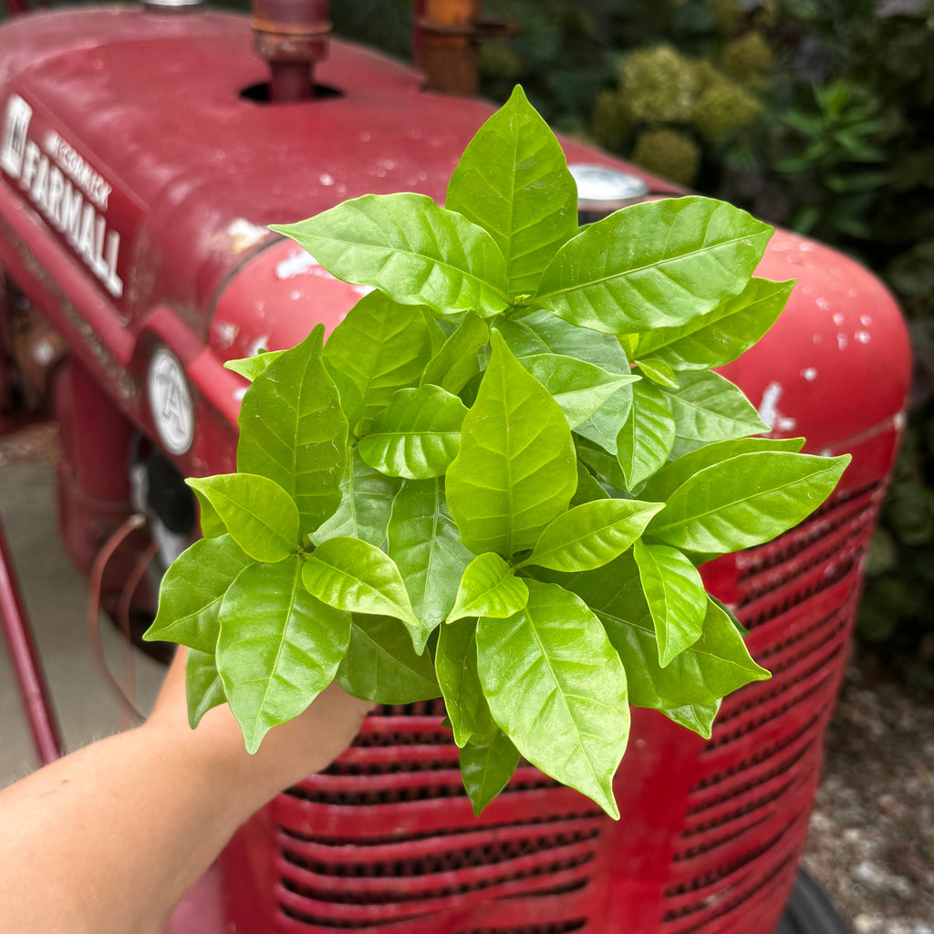Coffee Plant | Coffea Arabica