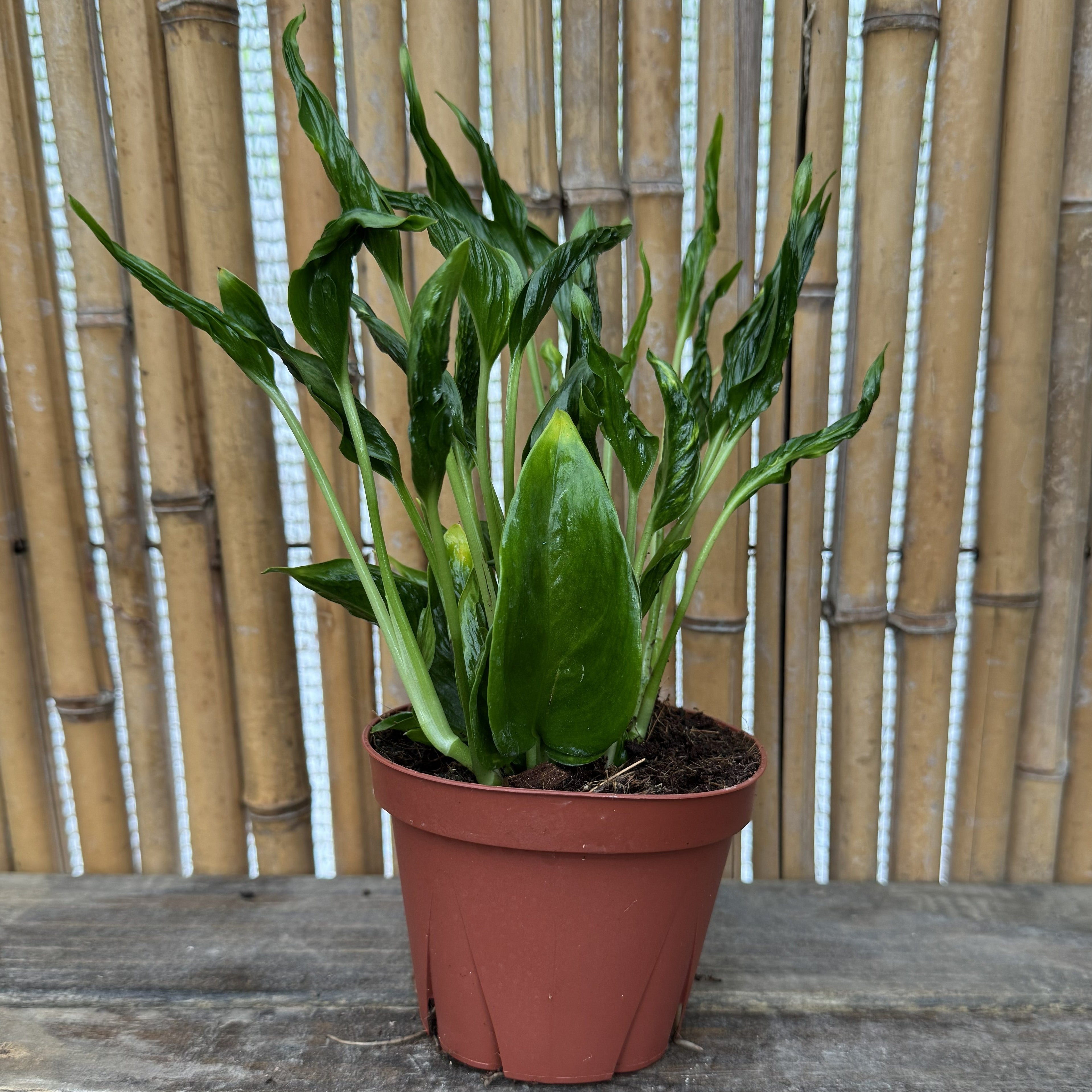 Godzilla Pothos | Epipremnum aureum 'Shangri La'