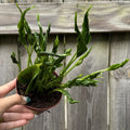 Godzilla Pothos | Epipremnum aureum 'Shangri La'