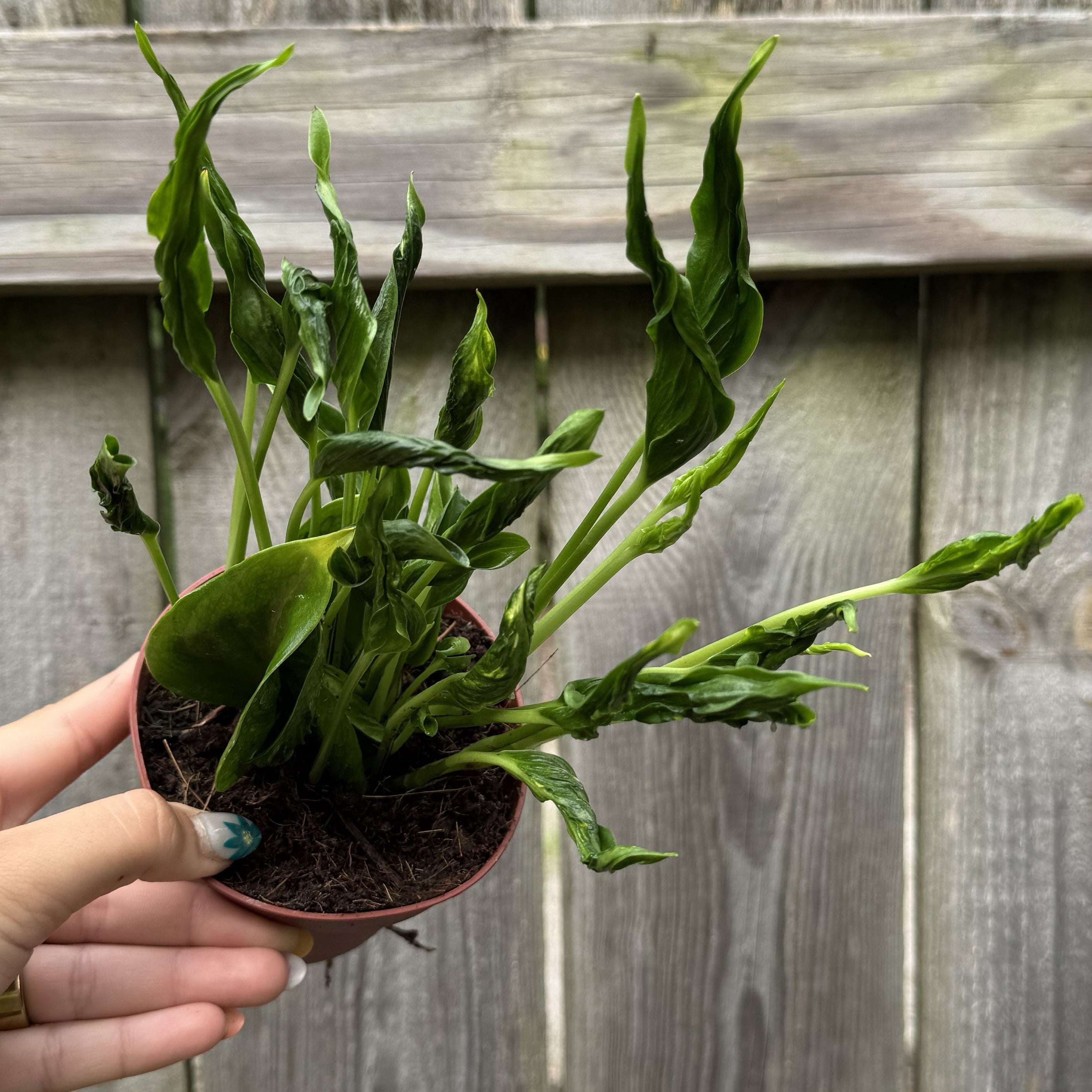 Godzilla Pothos | Epipremnum aureum 'Shangri La'