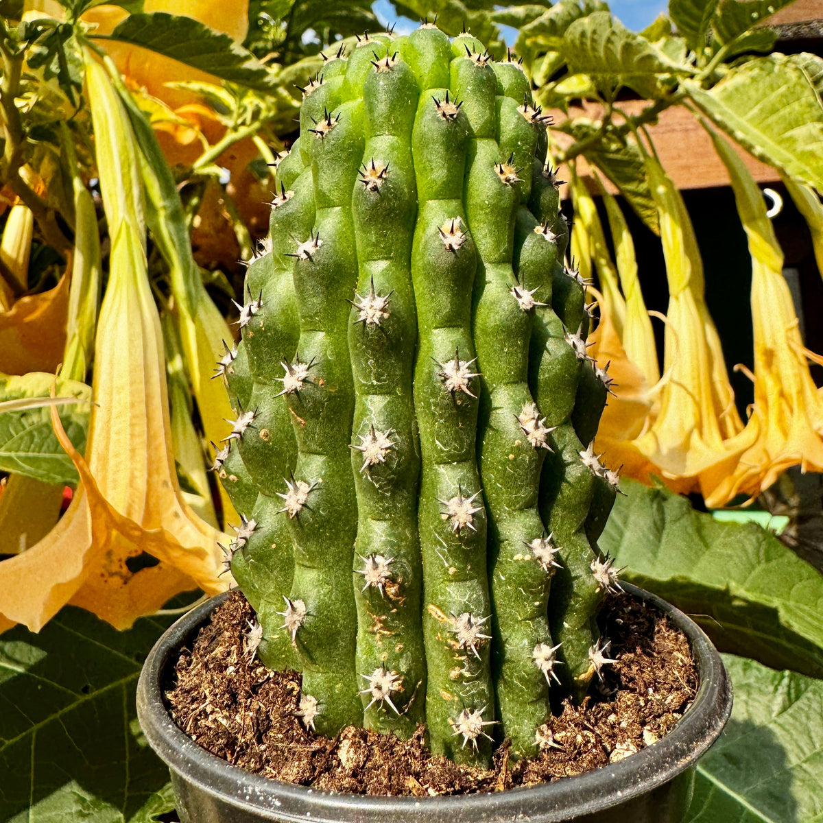 Trichocereus Brevispinulosum 'Indian Comb'