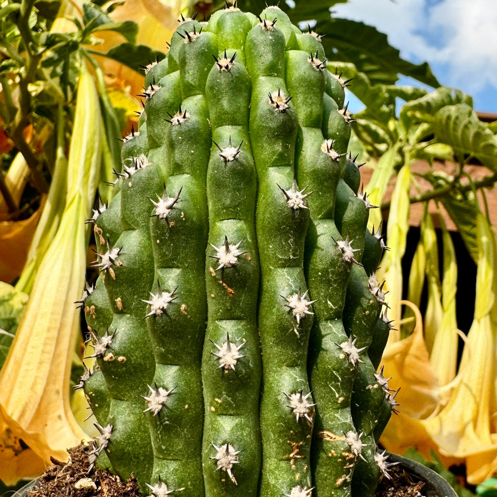 Trichocereus Brevispinulosum 'Indian Comb'