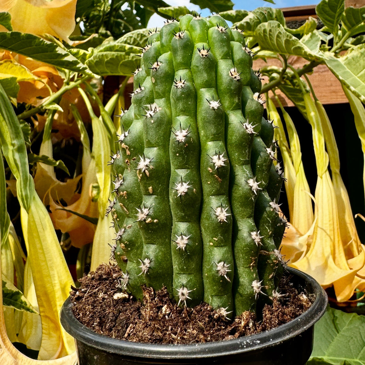 Trichocereus Brevispinulosum 'Indian Comb'
