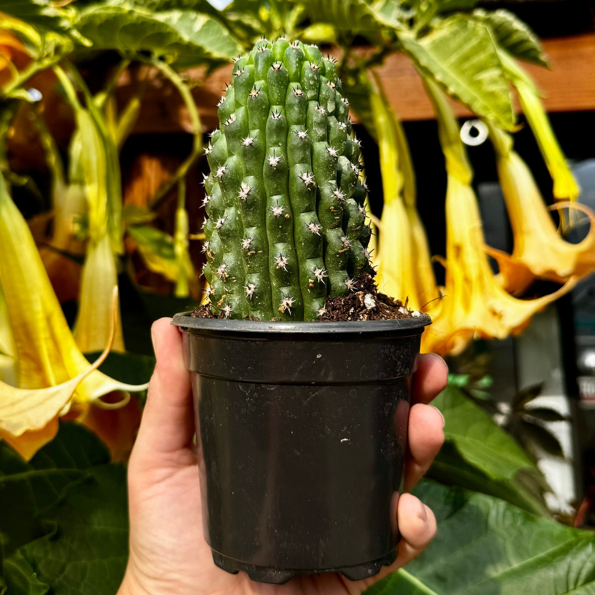Trichocereus Brevispinulosum 'Indian Comb'