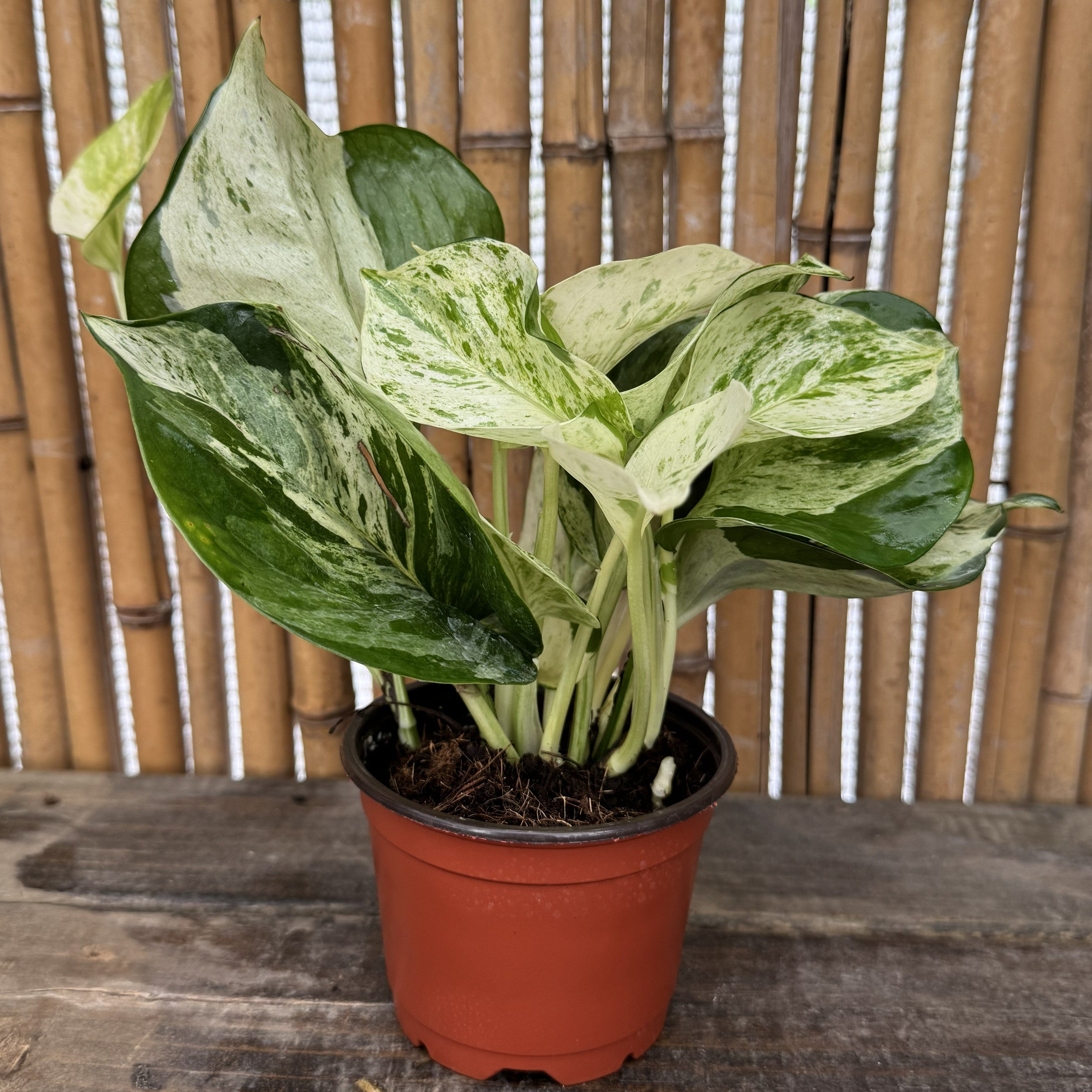Happy Leaf Pothos, Manjula Pothos | Epipremnum aureum 'Manjula'