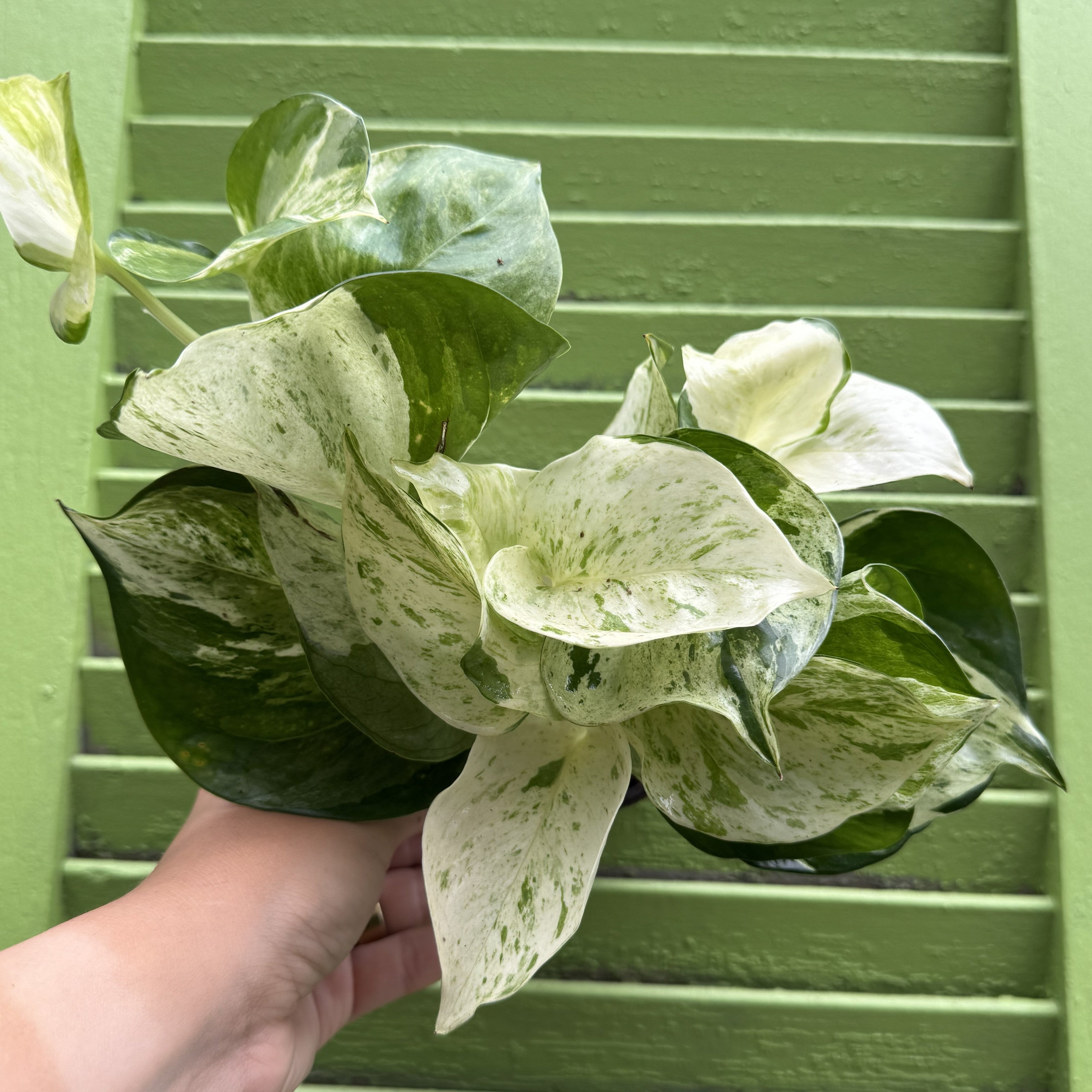 Happy Leaf Pothos, Manjula Pothos | Epipremnum aureum 'Manjula'