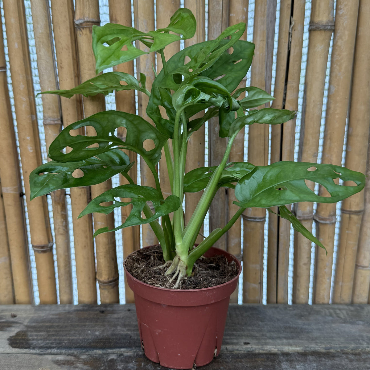 Swiss Cheese Plant | 4" Monstera Adansonii