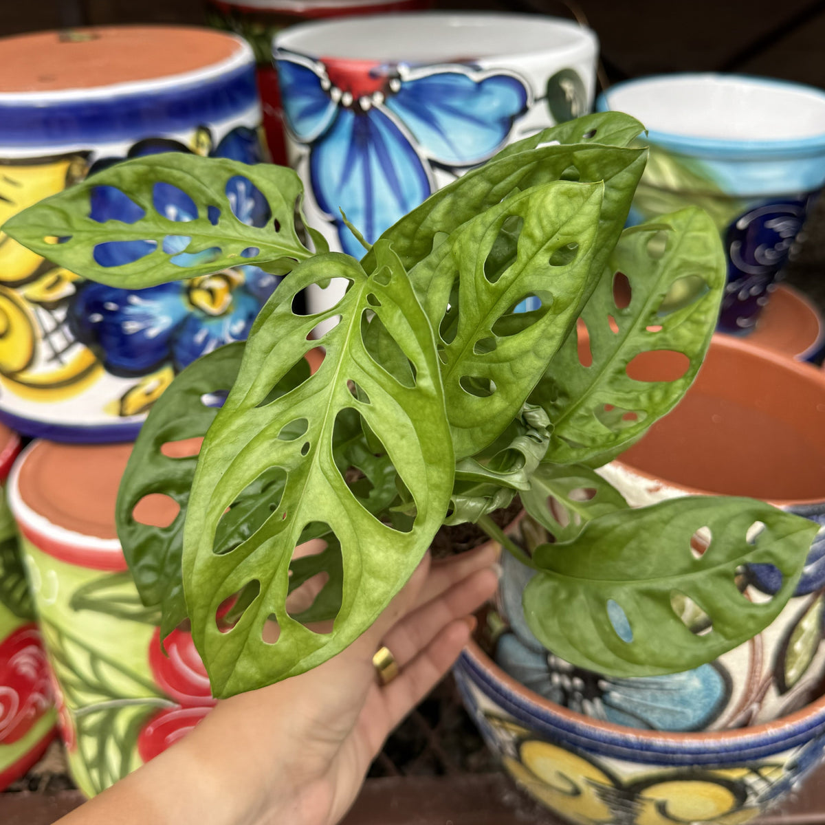 Swiss Cheese Plant | 4" Monstera Adansonii