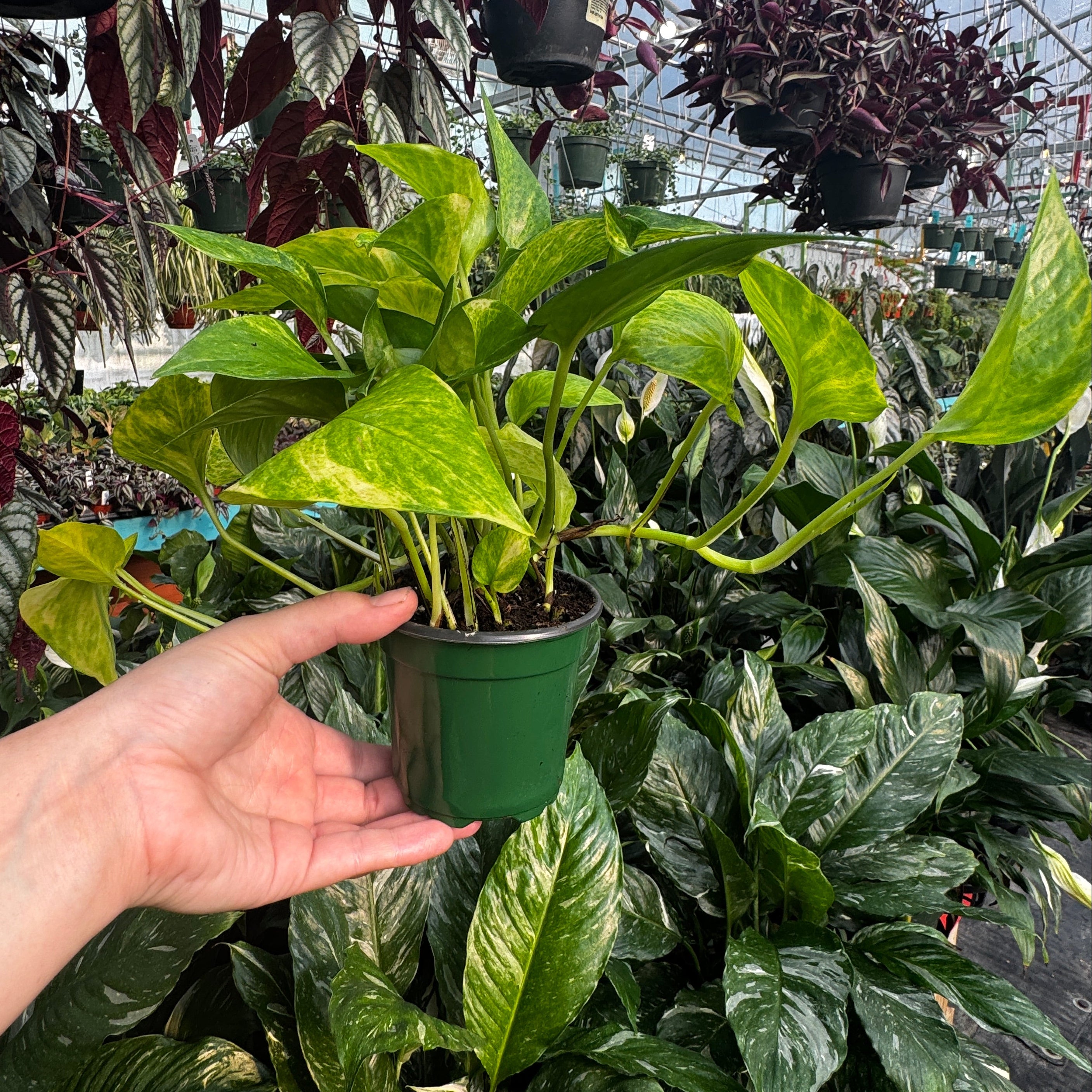 4" Neon Queen Pothos | Epipremnum aureum 'Neon Queen'