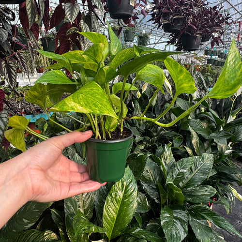 4" Neon Queen Pothos | Epipremnum aureum 'Neon Queen'