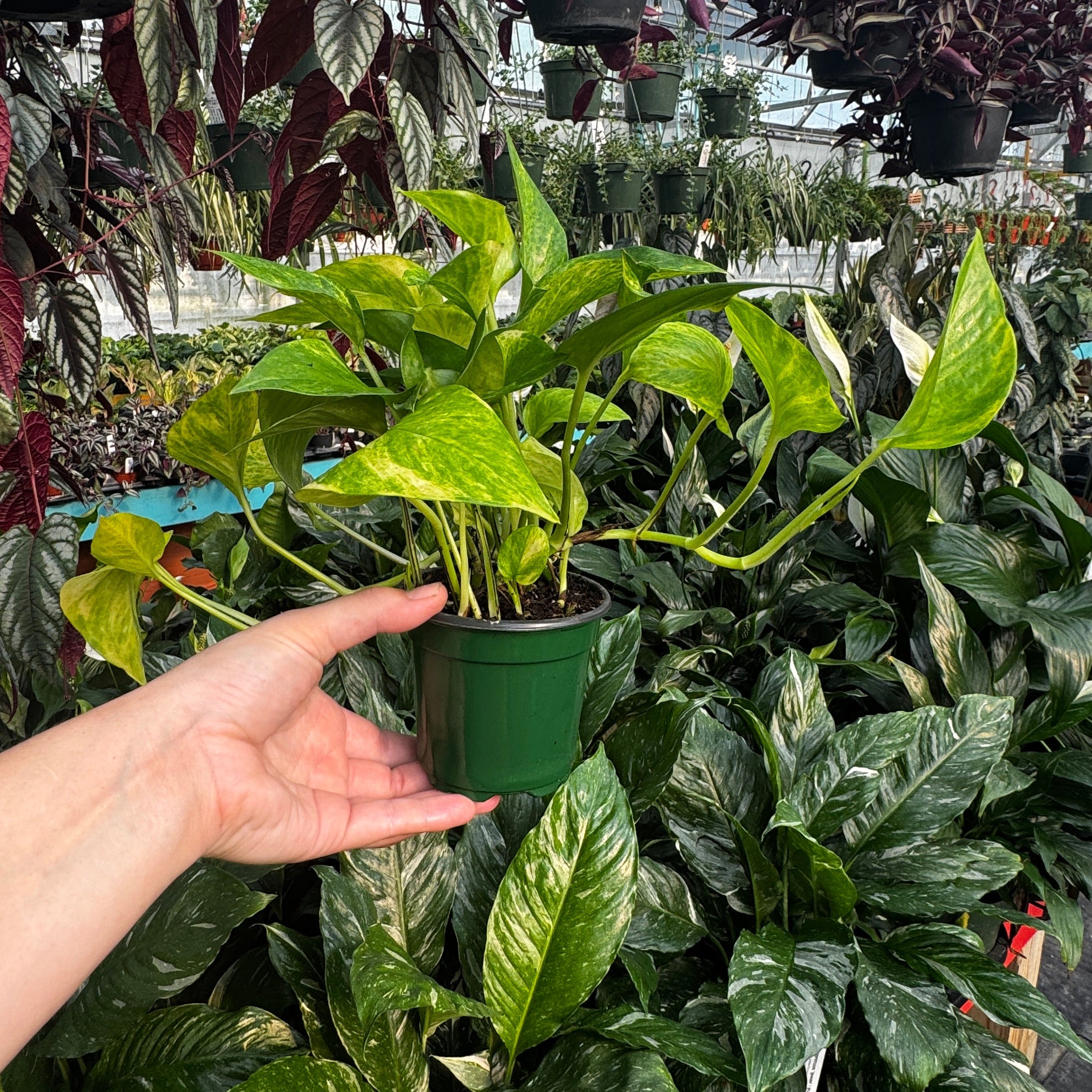 4" Neon Queen Pothos | Epipremnum aureum 'Neon Queen'