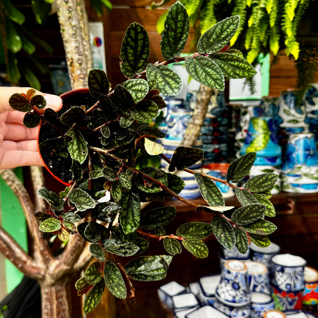 Watermelon Vine | Polynesian Ivy | Pellonia Pulchra