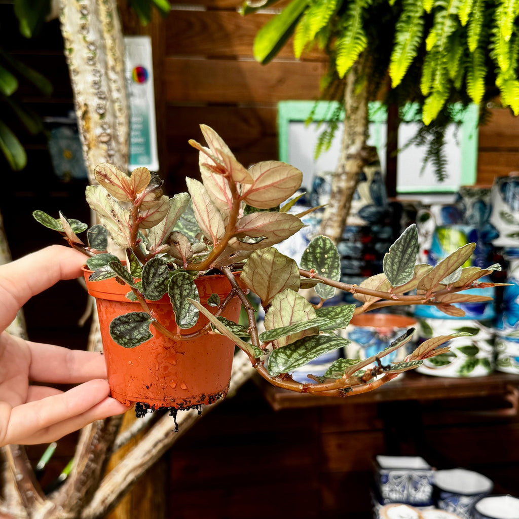 Watermelon Vine | Polynesian Ivy | Pellonia Pulchra